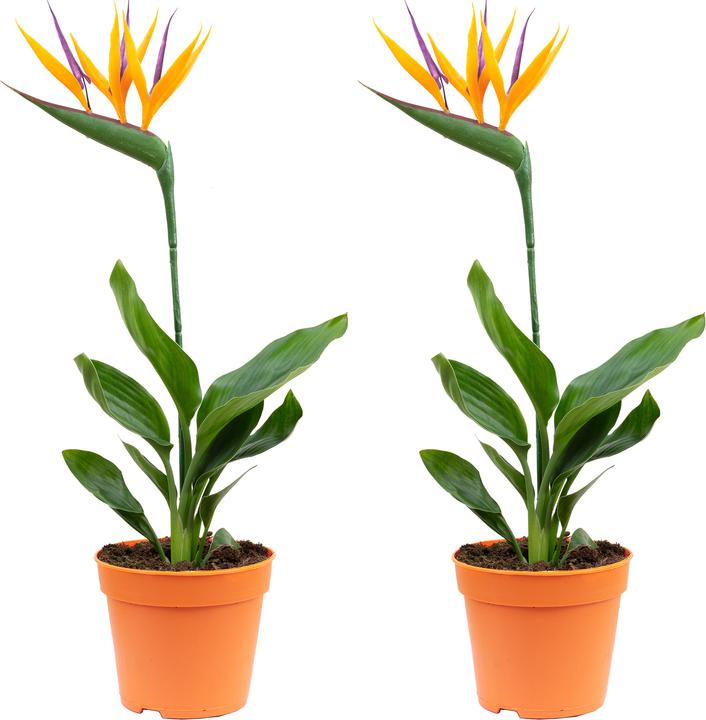 Immagine prodotto Flowerbox Set di 2 fiori di uccello del paradiso con fiore artificiale - Strelitzia Reginae (40 cm)