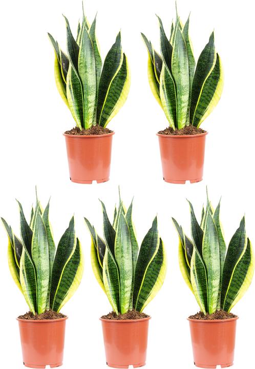 Produktbild Flowerbox 5er-Set Bogenhanf - Sansevieria trifasciata Laurentii (45 cm)