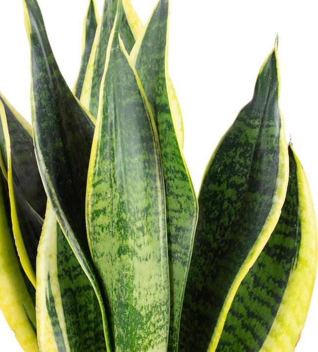 Produktbild Flowerbox 5er-Set Bogenhanf - Sansevieria trifasciata Laurentii (45 cm)