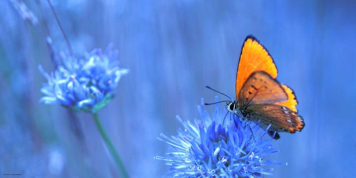 Produktbild CoverYourDesk Schreibtischunterlage Orangener Schmetterling