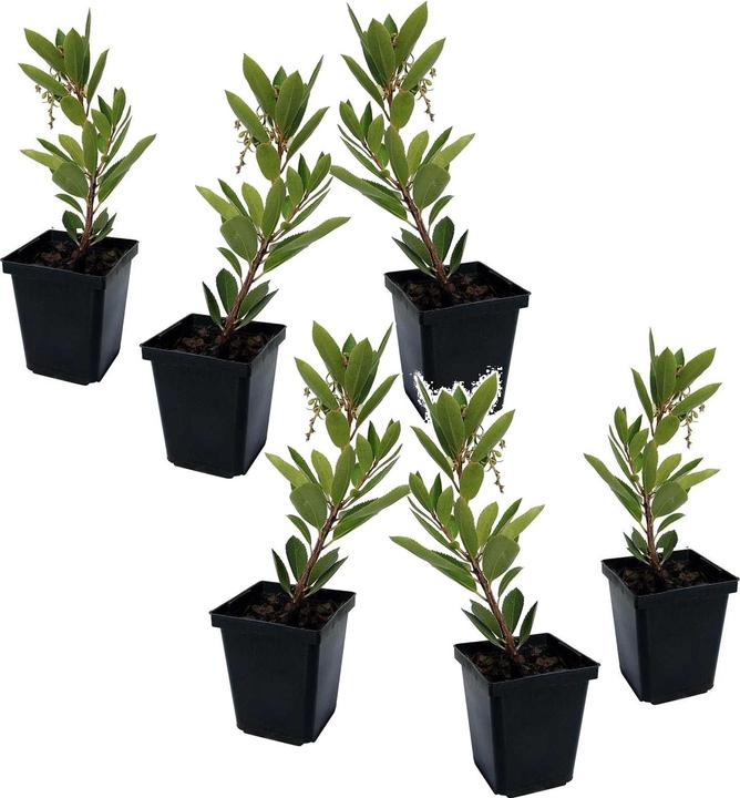Produktbild Plant in a Box Arbutus Unedo - 6er-Set Erdbeerbaum (25 cm)