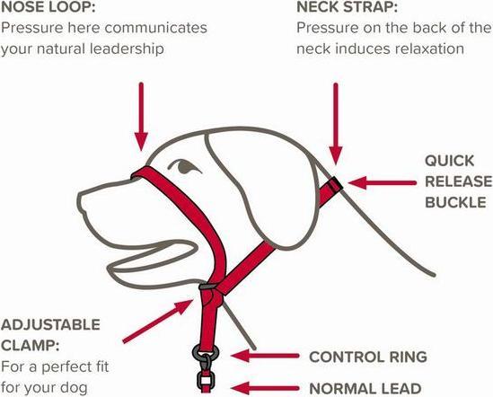 Produktbild beaphar Halsband Gentle Leader, S, schwarz (S, Hund)