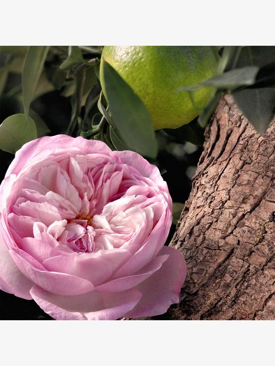 Immagine prodotto Chloé Rosa Naturale Intensa Eau de Parfum Ricarica (Eau de parfum, 150 ml)