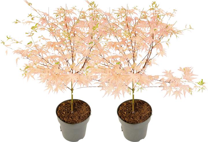 Immagine prodotto Plant in a Box Acer Palmatum 'Taylor' - set di 2 alberi di acero (35 cm)
