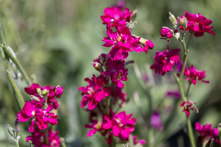 Immagine prodotto Zollinger Bio Levkoje, Miscela variegata (annuale) (Pianta bulbosa)