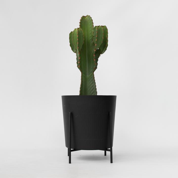 Actual product image Plant in a Box Euphorbia Ingens - Cowboy Cactus (85 cm)
