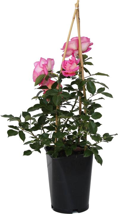 Actual product image Zulauf Renaissance Rose (40 cm)
