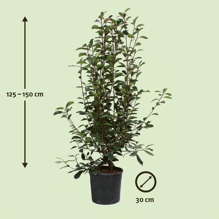Immagine prodotto Zulauf Glanzmispel / Photinia f. 'Red Robin' (150 cm)