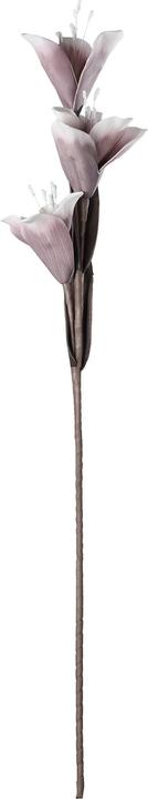 Actual product image EGLO LIVING Molave (85 cm)