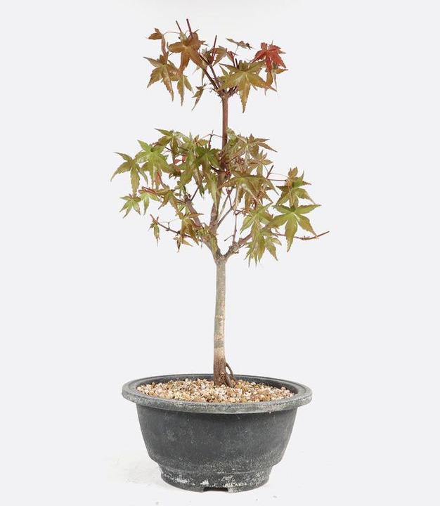Image du produit Bonsai.ch Acer deshojo Érable éventail rouge et vert cm (35 cm, Respectueux des animaux)