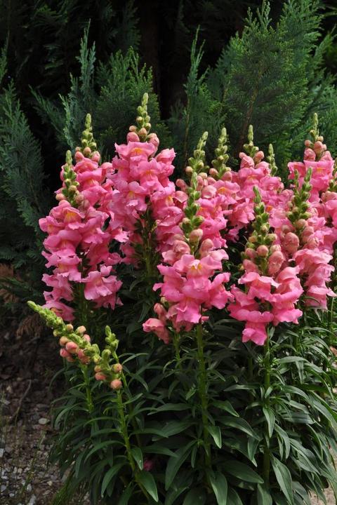 Actual product image Säntispracht The bee-friendly snapdragon - Antirrhinum majus 'Sonnet Pink' (60 cm)