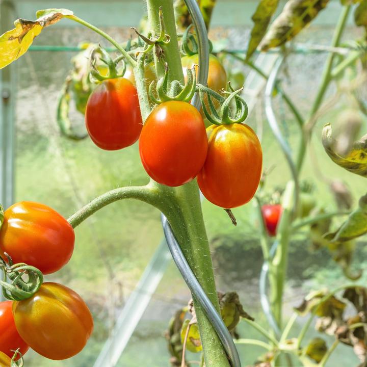 Actual product image Karat Tomatenspiralstäbe (0.60 cm, 0.60 cm)