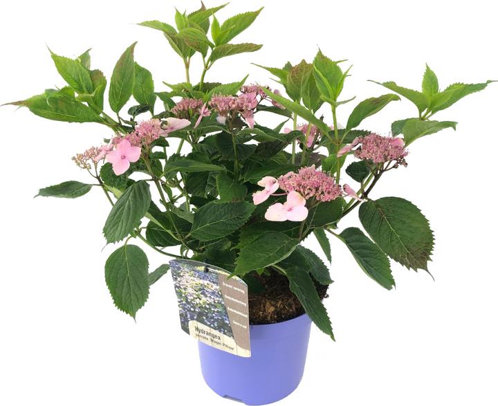 Immagine prodotto Plant in a Box Hydrangea serrata 'Magic Pillow' - Ortensia (25 cm)