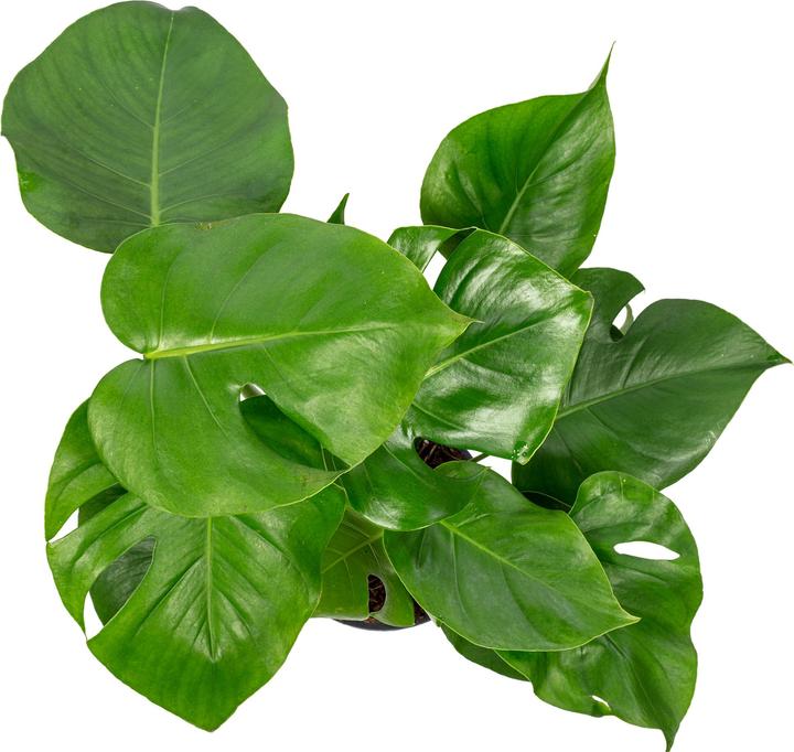 Actual product image Flowerbox Ceriman - height ca. 75 cm, pot-Ø 19 cm - Monstera Deliciosa (75 cm)