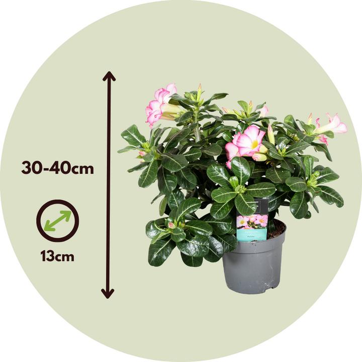 Actual product image Plant in a Box Adenium Obesum 'Pink Star' - Desert Rose (30 cm)