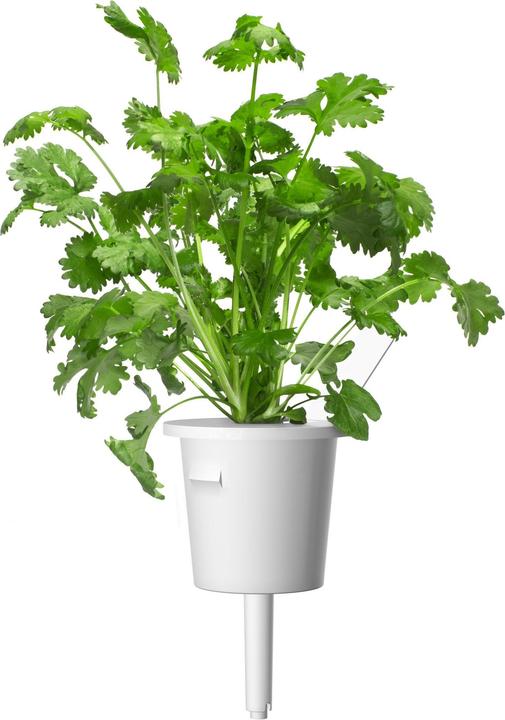 Actual product image Click and Grow coriander (Herb seeds)