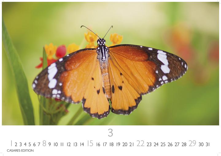 Immagine prodotto Schmetterlinge 2026 L 35x50cm (35 x 50 cm, Tedesco)