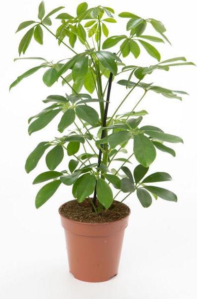 Actual product image VEG and the City Viru (ray aralia Schefflera) (50 cm)