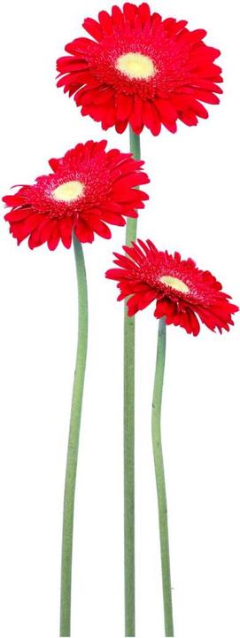 Actual product image Trenddeko Gerbera Bundle Red (30 x 80 cm)