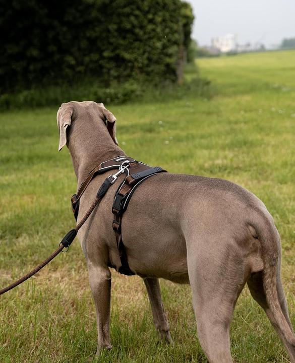 Immagine prodotto Ionto Gepolstertes Hundegeschirr (L, Cane)