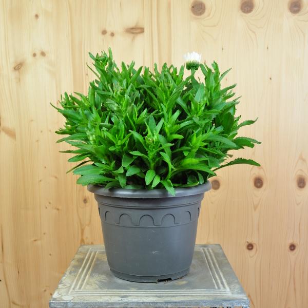 Immagine prodotto Säntispracht Margherite dei prati - Leucanthemum maximum 'Lagrande' (80 cm)