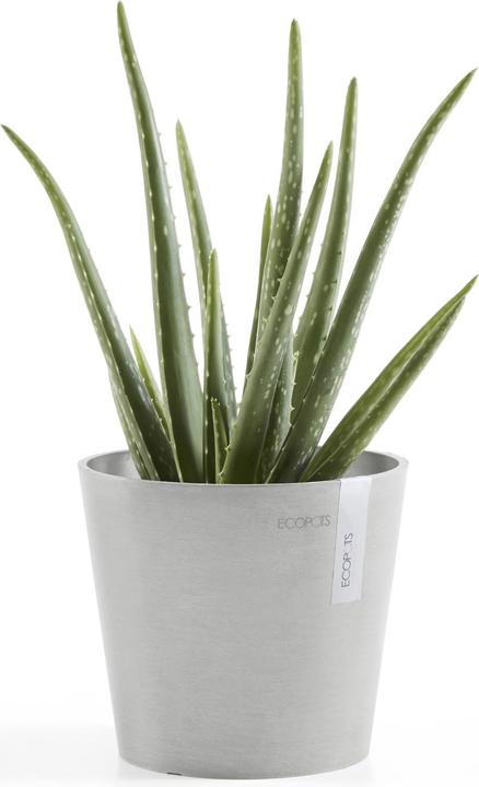 Actual product image Ecopots Amsterdam Mini (17 cm)