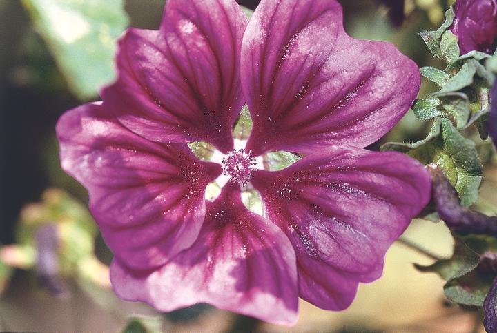 Immagine prodotto Zollinger Bio Malva selvatica, malva della Mauritania (perenne) (Semi di fiori)