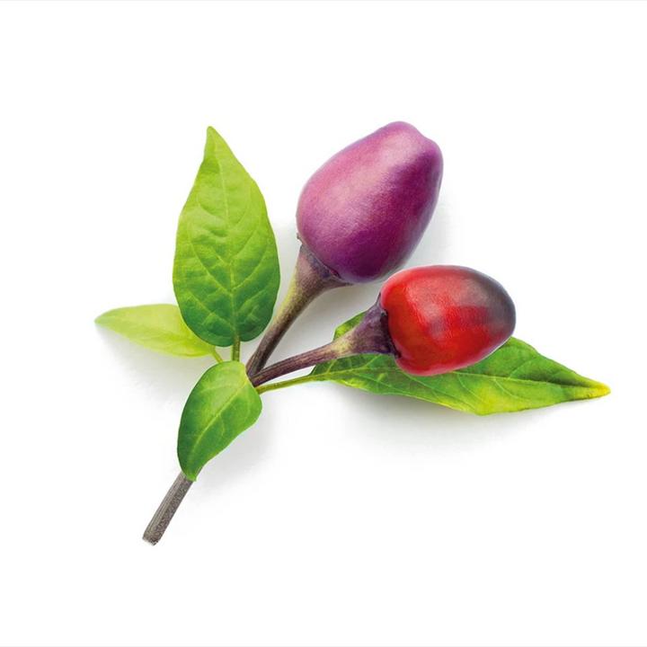 Actual product image Click and Grow Purple Chili (Vegetable seeds)