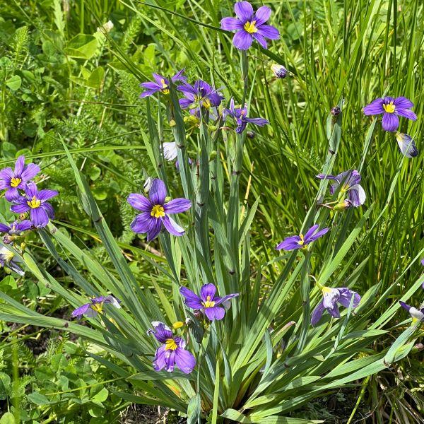 Immagine prodotto Säntispracht Set di 3, Il giglio sempreverde - Sisyrinchium angustifolium Lucerna (20 cm)