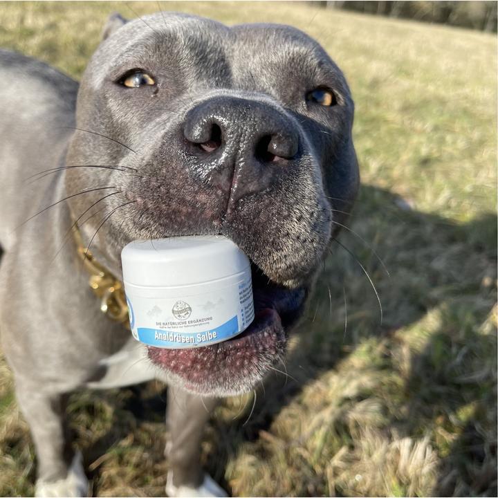 Produktbild Bellfor Analdrüsen Salbe für Hunde (Hund, 30 ml)