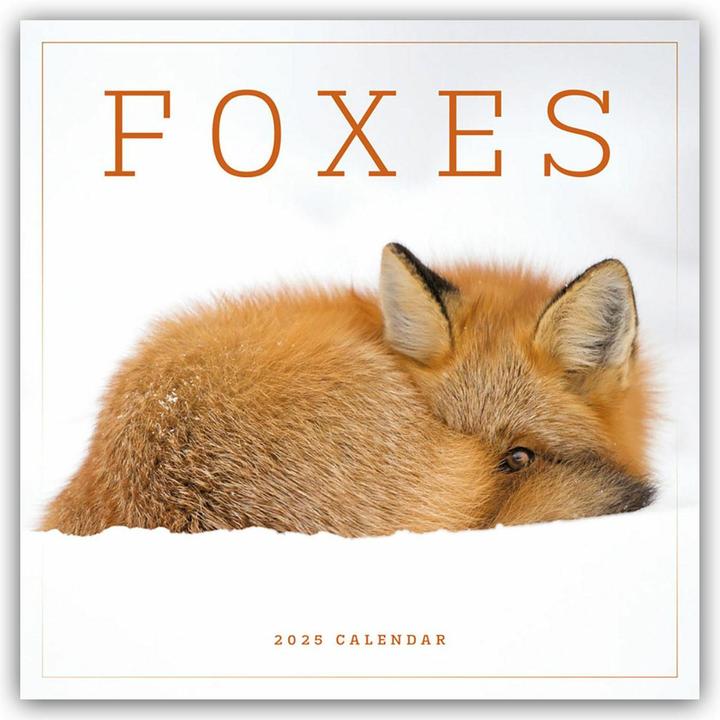 Image du produit Foxes - Renards 2024 (30,5 x 30,5 cm, Anglais, Allemand)