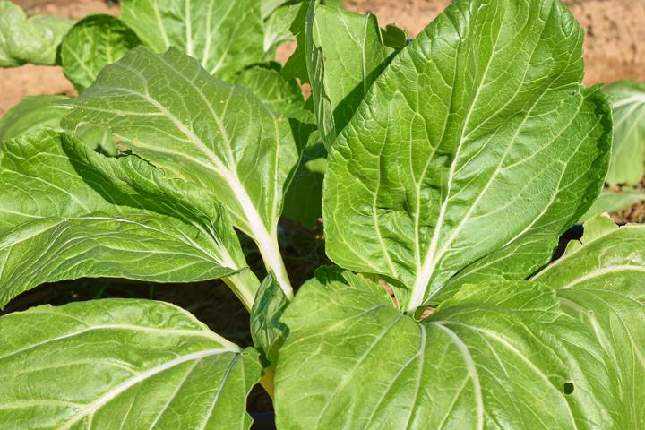 Actual product image Living Seeds Verdure Asiatique Pak-Choi (Vegetable seeds)