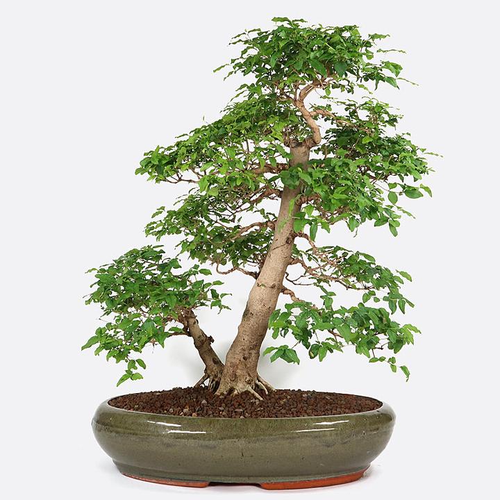Produktbild Bonsai.ch Ligustrum Liguster (60 cm)