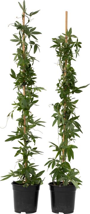Immagine prodotto Plant in a Box Passiflora caerulea 'Constance Elliott' - set di 2 fiori della passione (110 cm)