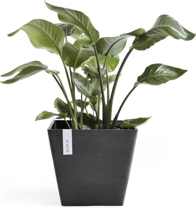 Actual product image Ecopots Rotterdam (40 cm)