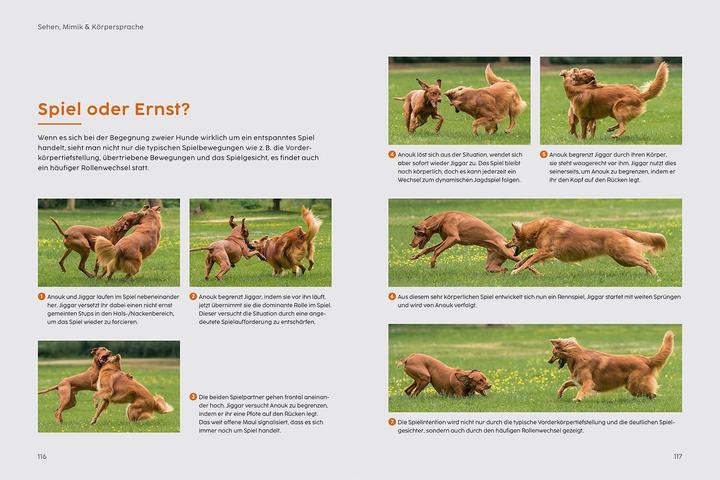 Actual product image Kosmos Sprachkurs Hund mit Martin Rütter (German, Martin Rütter, Andrea Buisman, 2022)