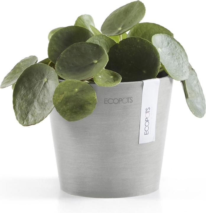 Actual product image Ecopots Amsterdam Mini (13 cm)