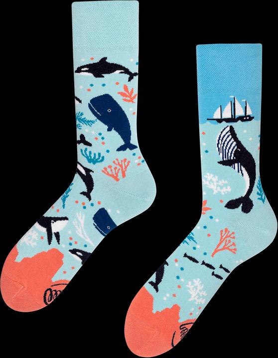 Many Mornings Ocean Life