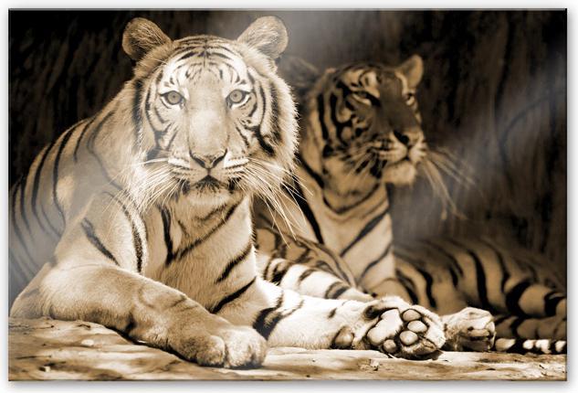 Produktbild Trenddeko Zwei Königstiger (120 x 75 cm)
