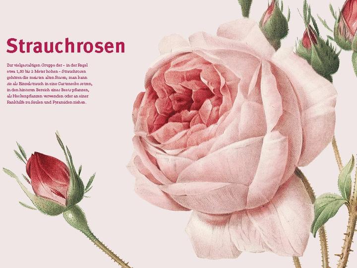 Actual product image Historische Rosen (German, Sofia Blind, Berlin State Library, 2023)