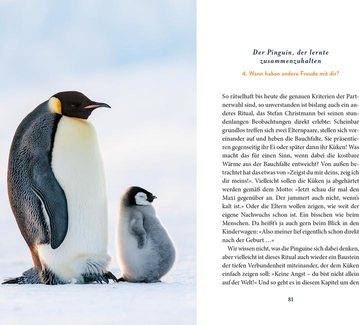 Actual product image Der Pinguin, der fliegen lernte (German, Corner species of Hirschhausen, 2025)