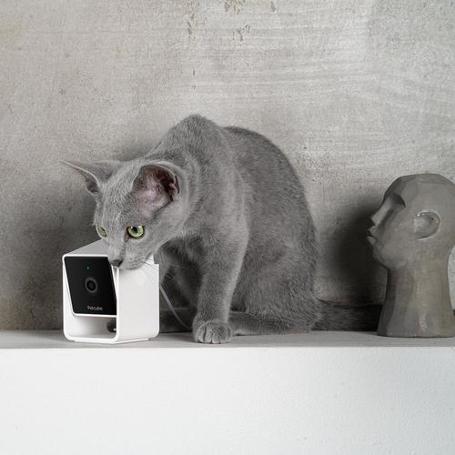 Produktbild Petcube Haustierkamera (Katzenminzespielzeug)