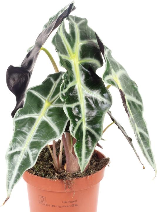 Image du produit Flowerbox Lot de 3 pieds d'éléphant, arbuste miracle, Alocasia