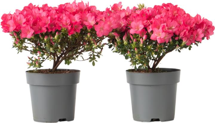Plant in a Box Rhododendron azalea 'Anouk' - 2er Set Azalee (25 cm)