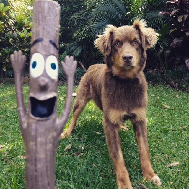 Actual product image Doog Dog toy Mr Stick Woody (Dog chew toy)