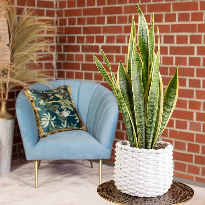 Actual product image Flowerbox Striped snake plant - height ca. 65 cm, pot-Ø 17 cm - Sansevieria trifasciata Laurentii (65 cm)