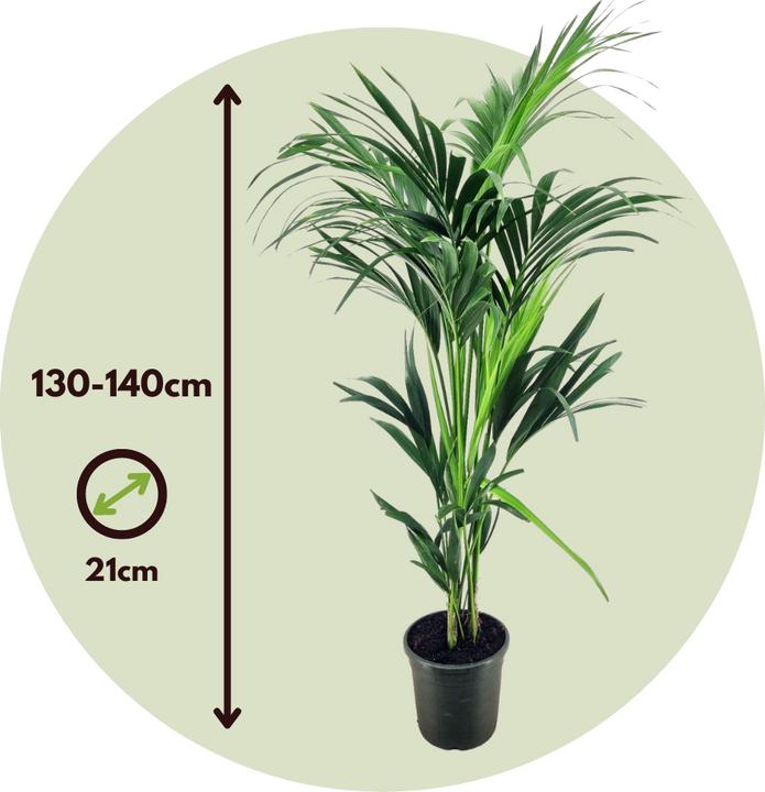 Produktbild Plant in a Box Howea forsteriana - Kentia Palme (130 cm)