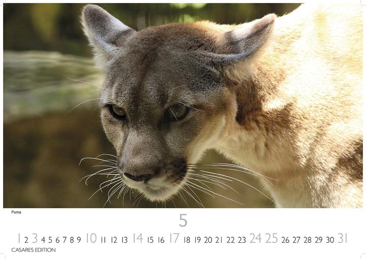 Immagine prodotto Big Cats 2026 S 24x35cm (24 x 35 cm, Tedesco)