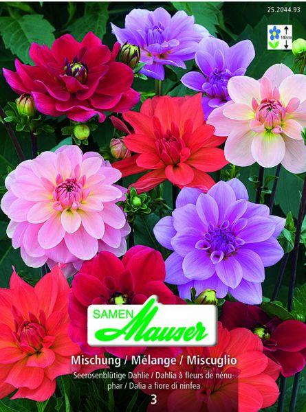 Image du produit Samen Mauser Seerosen- Mischung (Graines de fleurs)
