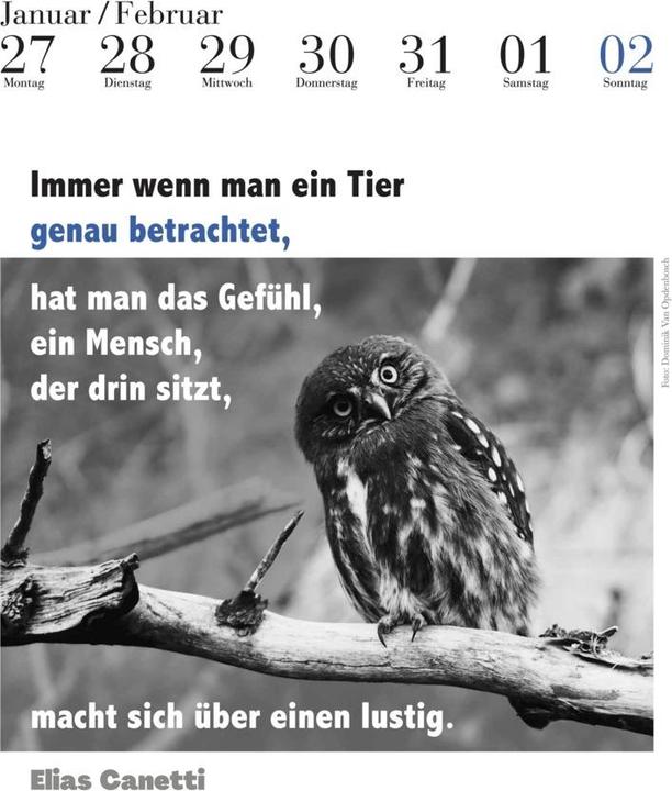 Immagine prodotto Il calendario dei gufi letterari 2025 (24 x 32 cm, Copertina rigida, Tedesco)